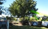 Landscaping Solutions Tree Lopping